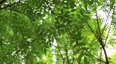 高清实拍风吹动绿色枝叶视频的预览图